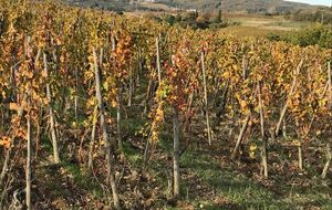 BB-Givors, Ampuis, Le Pilon, Trèves, Givors - 92 km