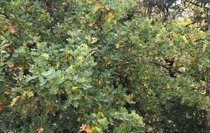 Mornant, St André par l'Adret, St Martin, Duerne - 80 km