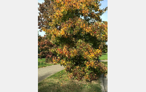 Anse-Ste Euphémie-Civrieux-Chasselay - 78,9 km