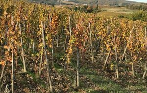 BB-POGGIO d'AMPUIS-Variante