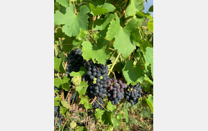 BB-Chaponost-POGGIO d'Ampuis-Echalas-St Andéol-Montagny - V2 - 89,9 km